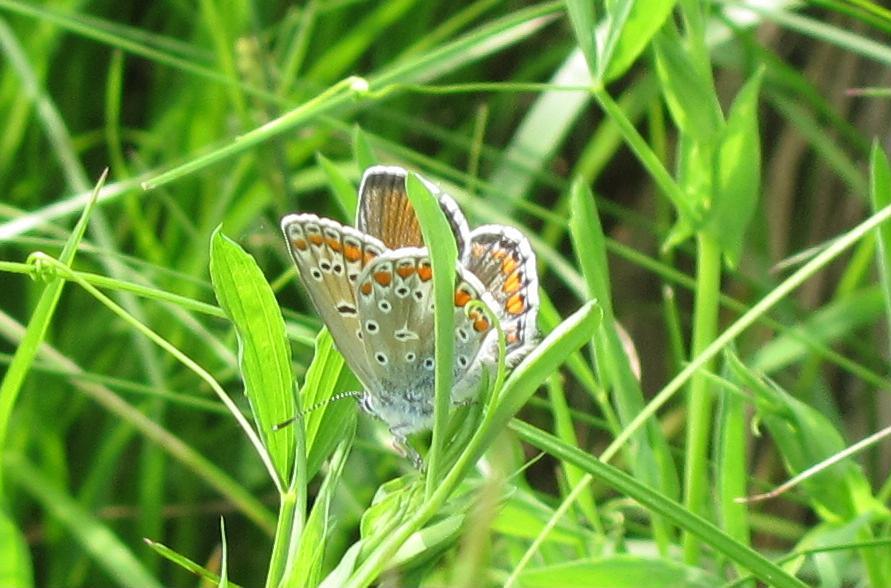 Polyommatus icarus?